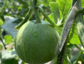 吃瓜娱乐封面怎么做的,吃瓜娱乐封面制作背后的秘密与技巧