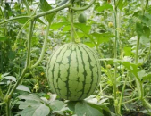 重庆网红最近吃瓜事件,揭秘网络舆论的风云变幻